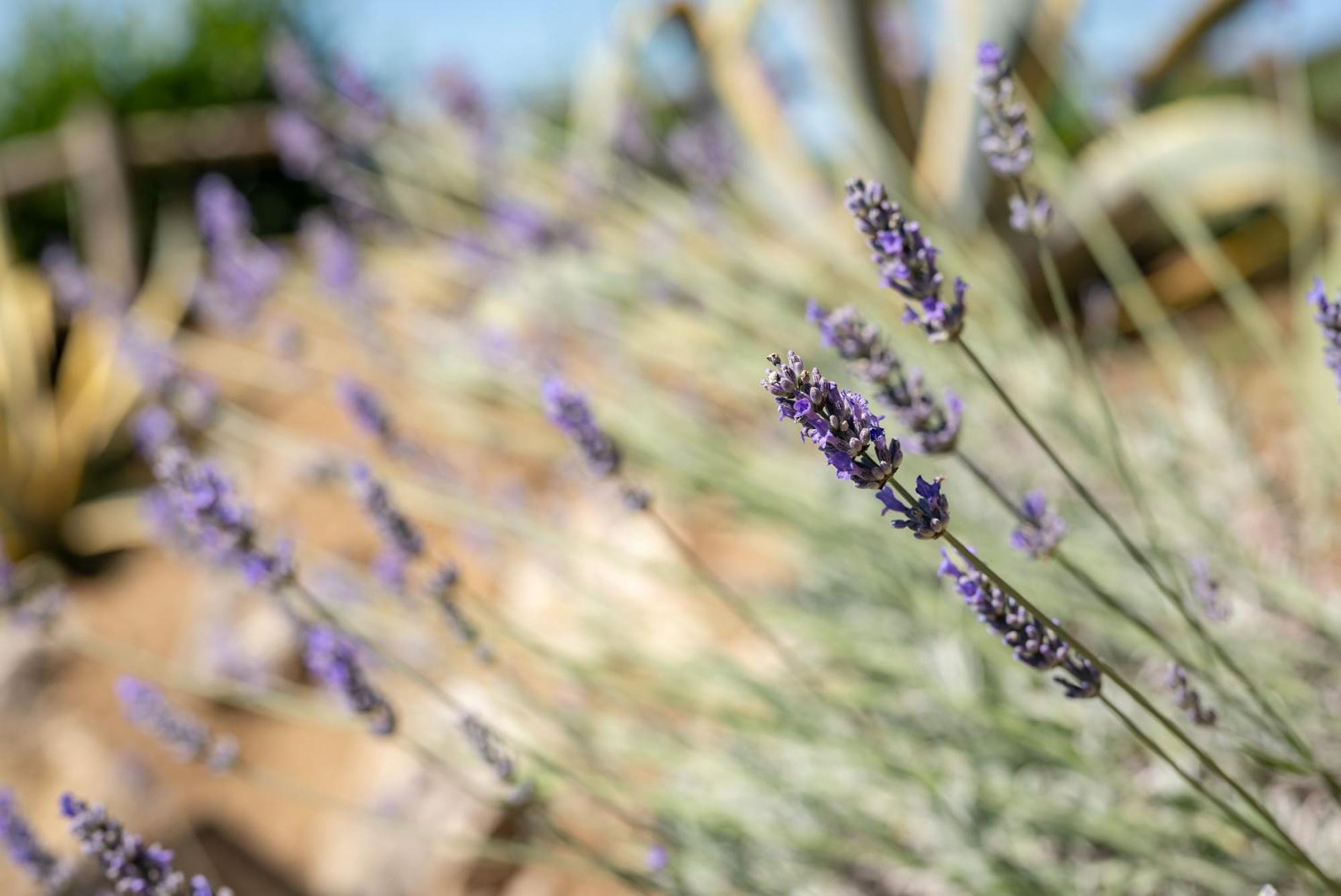 Agriturismo Bio Fattoria Bacio 체르탈도 외부 사진